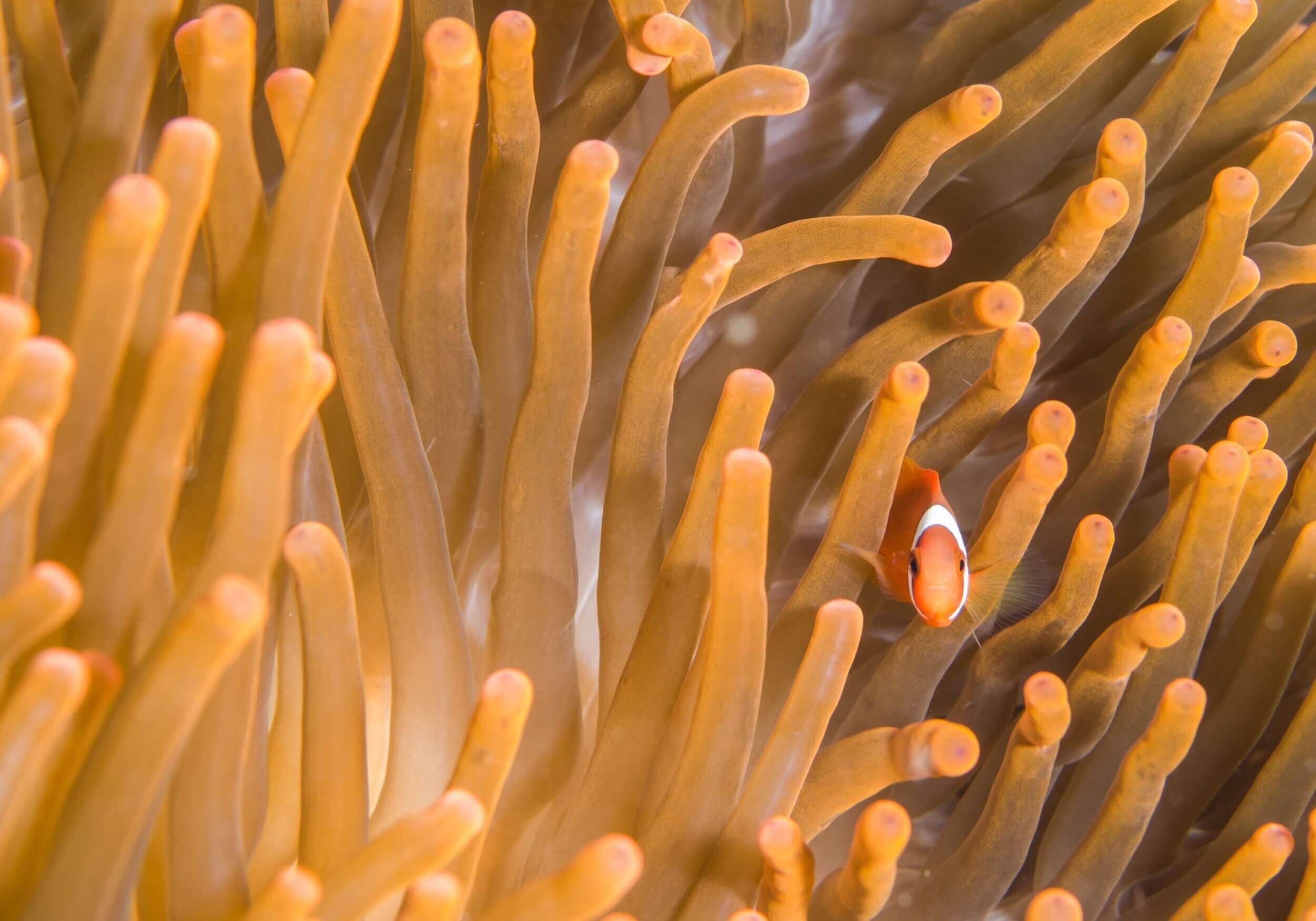 jean-wimmerlin-70qNNVjzTaY-unsplash (1)